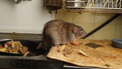 A large brown rat in the kitchen sink among potato peelings.