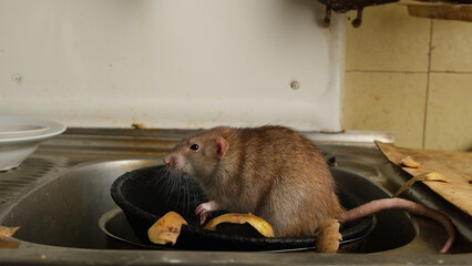 A large brown rat in the kitchen sink among potato peelings.