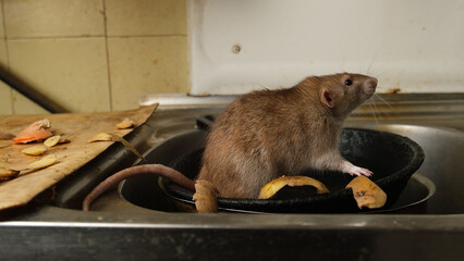 A large brown rat in the kitchen sink among potato peelings.