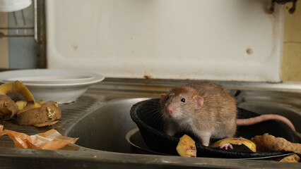 A large brown rat in the kitchen sink among potato peelings.