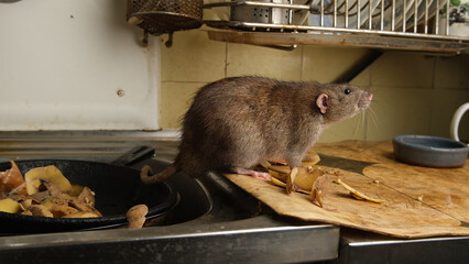 A large brown rat in the kitchen sink among potato peelings.