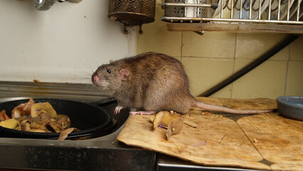A large brown rat in the kitchen sink among potato peelings.