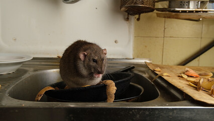A large brown rat in the kitchen sink among potato peelings.