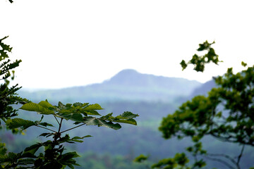 Sharp focus on trees in the foreground with majestic mountains blurred in the background. A beautiful contrast showcasing nature’s layers and depth in the landscape.

