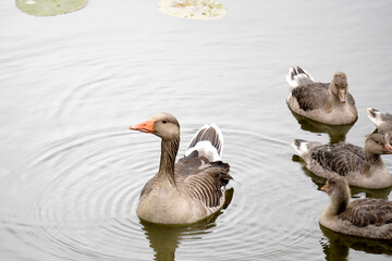 A duck gently floats on the water’s surface, creating soft ripples in a calm, natural setting.

