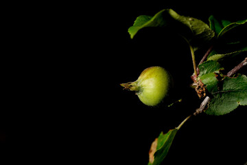 Small apples growing on a tree branch against a dark background, highlighting their vibrant color and texture. Close-up nature shot emphasizing freshness and natural growth.

