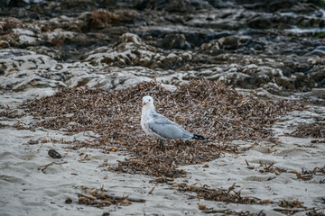 White Seagull Stands on a Sandy Beach Covered in Washed-Up Seaweed. Coastal Bird, Marine Life, Natural Habitat, Beach Environment, Wild Nature