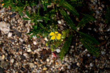 A close-up of vibrant yellow flowers in full bloom, with delicate petals and rich texture highlighted by natural light.

