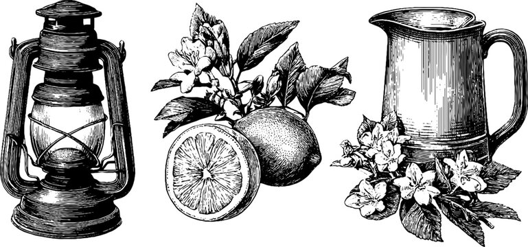 Fototapeta Engraved garden party lanterns with citrus and floral motifs for decorative design