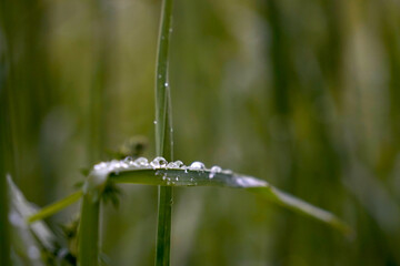 Raindrops rest gently on green leaves, glistening like tiny jewels and highlighting the natural beauty and freshness of the foliage.

