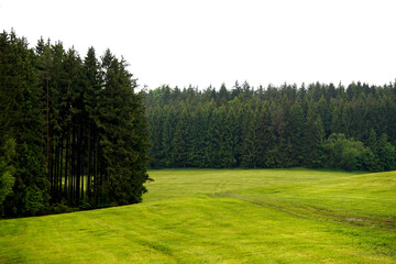 A lush meadow bordered by dense forest on both sides, creating a peaceful and natural landscape. Vibrant greenery blends with tall trees, perfect for outdoor relaxation and nature walks.


