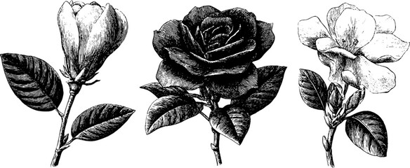 Vintage botanical gardenia illustrations: detailed buds and blooms for design and print