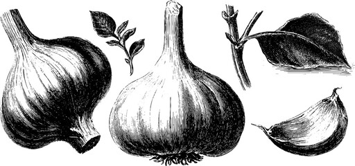 Engraved illustration set featuring garlic bulbs and cloves for culinary design