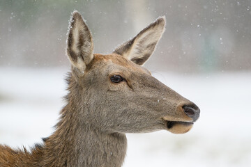 Wild Deer in Winter Snow – Close-Up Wildlife Photography