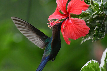 Hummingbird feeding on flower nectar