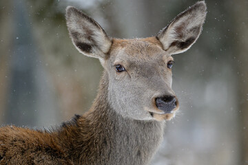 Fototapeta premium Wild deer in snow
