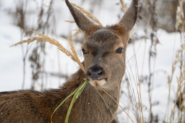 Wild deer in snow