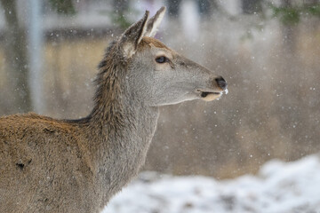 Wild deer in snow