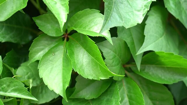 Foglie di vite rampicante verde riprese da pi&ugrave; lunghezze focali