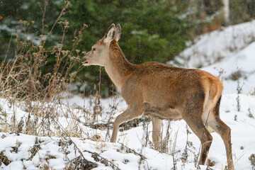 Wild deer in snow
