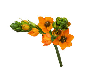 Small beautiful sprig of Orange ornithogalum flowers and buds isolated on white or transparent background