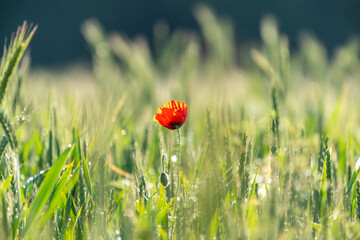 Eine Mohnblume in einem Getreidefeld