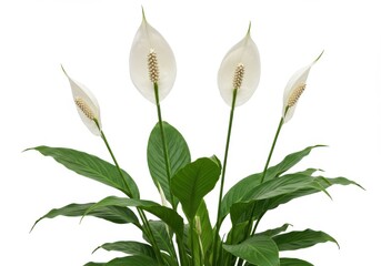 Obraz premium Peace lily isolated on white background, spathiphyllum plant with flowers and green leaves for decoration and air purification uses.