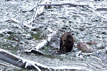 Grizzly Bear in SNow in Springtime in Yellowstone National Park Wyoming