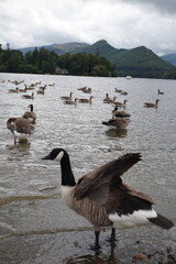 Fototapeta premium Derwentwater Lake District Crow Park 