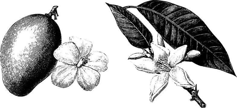 Engraved botanical illustration of mango fruit and flower for design