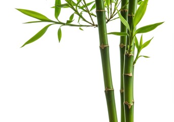 Obraz premium Green bamboo stalks isolated on white background. use cases: decoration, design.