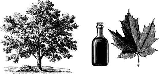 Engraved maple tree and leaf with bottle of syrup illustration for botanical design