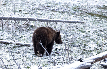 Grizzly Bear in SNow in Springtime in Yellowstone National Park Wyoming