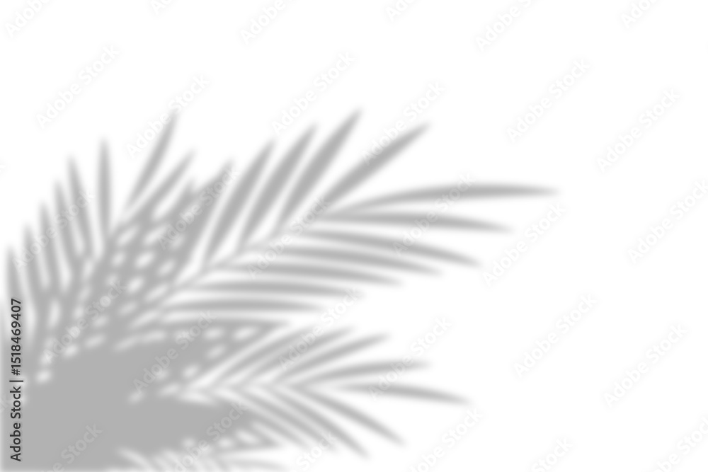 Poster Realistic palm leaves and coconut branch leaf shadow overlay with empty space on transparent background