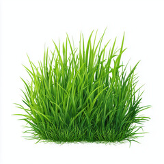 Fresh Green Grass Image for Background , PNG isolated cut out image