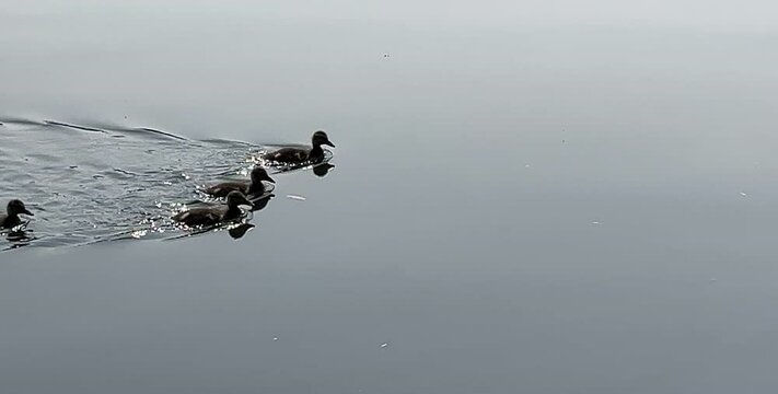 A mallard female with little ducklings swim on a lake on a sunny day. Breeding season for wild ducks. Mallard with brood in colorful place. 