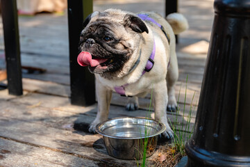 Cute pug dog with its tongue out, drinking fresh water from its metal bowl on a wooden deck during a sunny day, enjoying a refreshing moment outdoors