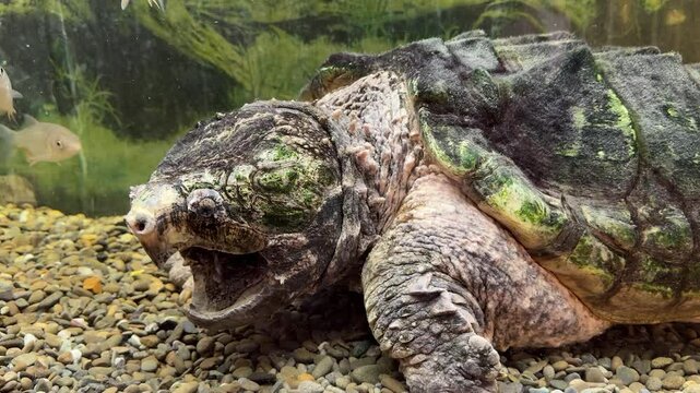 A large snapping turtle rests on a bed of pebbles in an aquarium