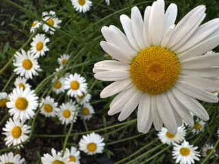 Obraz premium Close-up of blooming white daisies bathed in gentle sunlight, emphasizing the contrast between white petals and bright yellow centers.