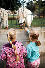 Two young children with pigtails interact with two white ponies through a green wire fence