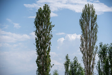 Tall poplar trees against a blue sky with scattered clouds