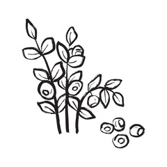 Blueberry branch with leaves and berries in in black brush stroke texture isolated on white. Hand drawn vector sketch illustration in vintage charcoal ink. Nature plant growing in mountains, forest.