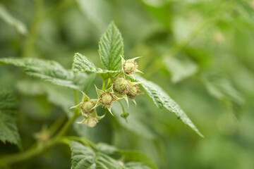 Picturesque branch of raspberry with green berry on blurred background raspberry thicket. Macro shooting.
