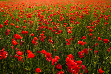 Field of Red Blooming Poppies – Vibrant Spring Floral Landscape
