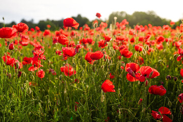 Field of Red Blooming Poppies – Vibrant Spring Floral Landscape