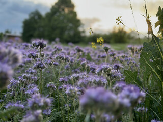 Lavender phacelia meadow bathed in warm sunset hues, the sun sinking quietly behind scattered...