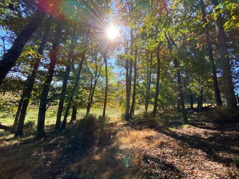 sun rays in the forest