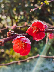 Red blossoms in the snow