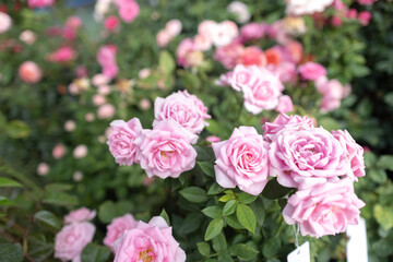 Obraz premium close up A vibrant pink red yellow white rose field blooming in a variety of types and colors, bringing a sense of freshness and relaxation rose garden background on summer spring season