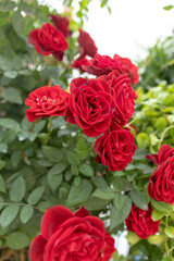 close up A vibrant pink red yellow white rose field blooming in a variety of types and colors, bringing a sense of freshness and relaxation rose garden background on summer spring season